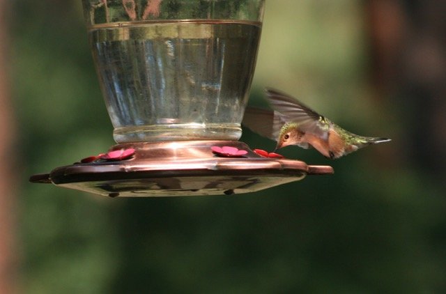 A hummingbird visits a feeder in Morrison in July 2021.